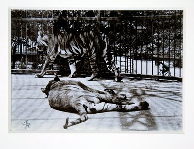 Tigers at London Zoo, 1870s by English Photographer